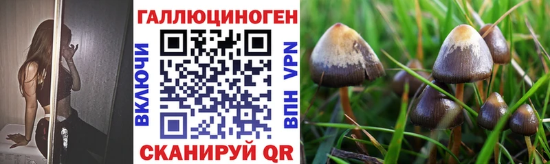 Купить  Кропоткин  Псилоцибиновые грибы мицелий 